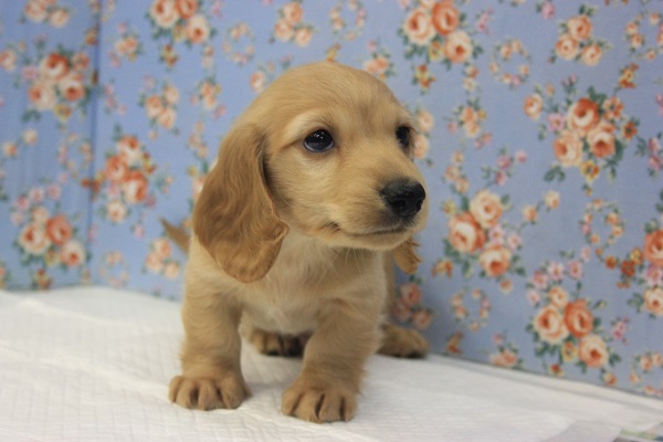 おったりとした穏やかなⅯダックスくんです♩