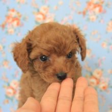 よちよち歩きの控え目なトイプードルくんです♩