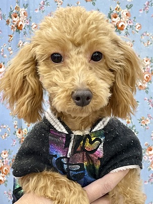 カットしてイケメンになりました☆　トイプードル・男の子！ 2022.1/16撮影