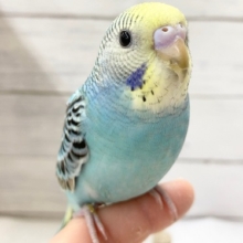 黒い模様に注目🌈 セキセイインコ(レインボー)