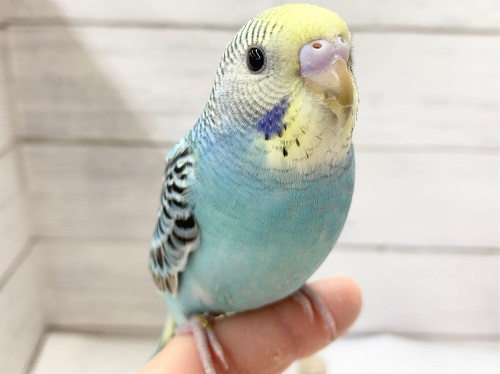 黒い模様に注目🌈 セキセイインコ(レインボー)