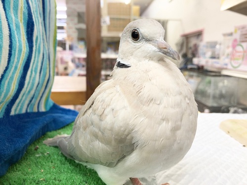 最新画像！のんびり屋さんなジュズカケバト