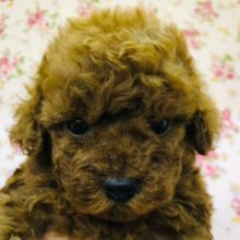 もっふもふなプードルの女の子きたよ！