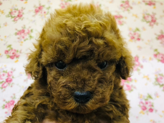 もっふもふなプードルの女の子きたよ！