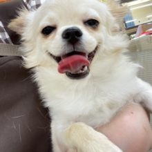 懐っこいで💛チワワ(クリーム)男の子　2021年8月14日生まれ