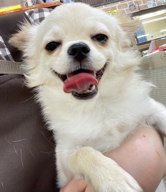 懐っこいで💛チワワ(クリーム)男の子　2021年8月14日生まれ