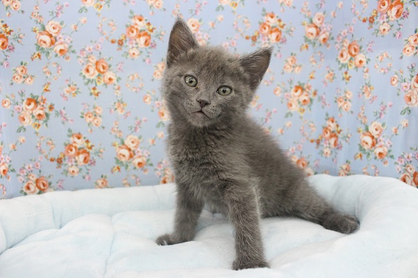 素敵ブルー☆マンチカン・男の子！