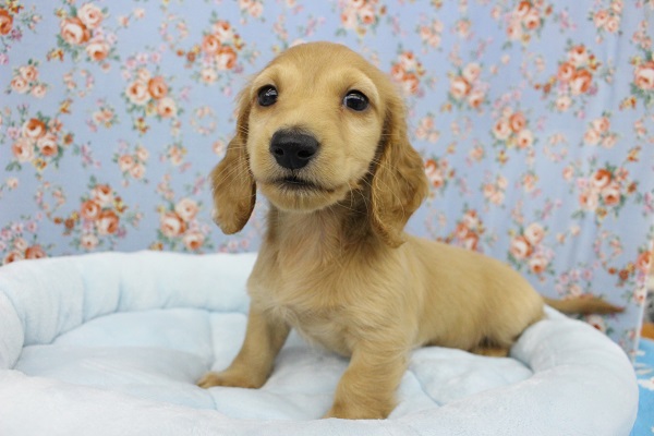 ほんわかほわほわ～☆ミニチュアダックス・男の子！