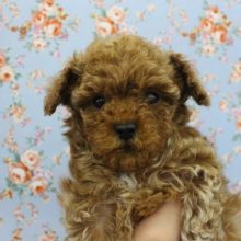 極小わんこがやってきた！トイプードル・男の子！