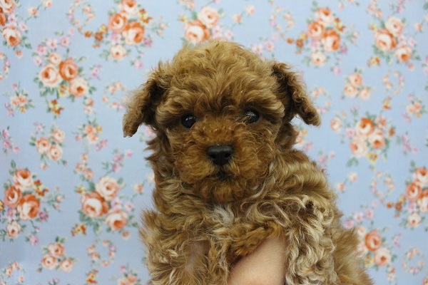 極小わんこがやってきた！トイプードル・男の子！