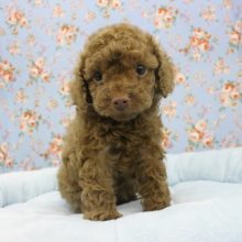 カフェオレで一息いれよ？トイプードル・男の子！