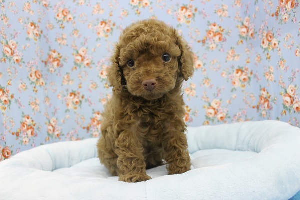 カフェオレで一息いれよ？トイプードル・男の子！