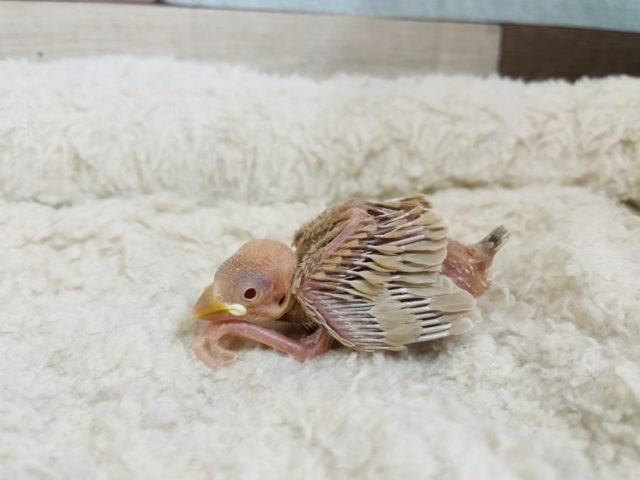 人気っこ！☆ シナモン文鳥！