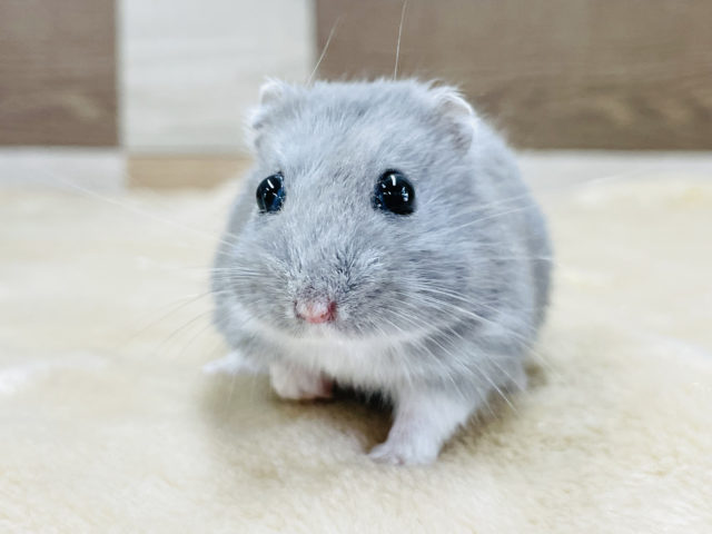 見事な丸体系！？ロシアンブルーハムスターくん！