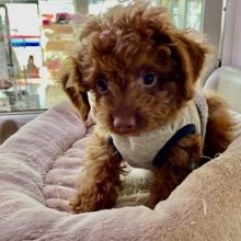 ぬいぐるみ感満載！！ トイプードルの男のコ  2022.2/18撮影