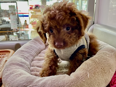 ぬいぐるみ感満載！！ トイプードルの男のコ 2022.2/18撮影