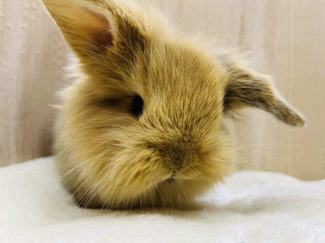 毛並みもっふり♬︎ロップイヤーラビット女の子