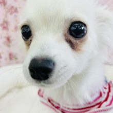 弾ける笑顔が止まらな〜いっ♪チワワちゃん(クリーム)