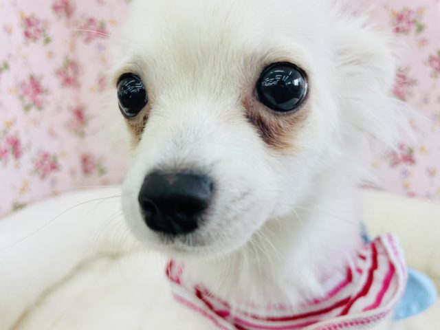 弾ける笑顔が止まらな〜いっ♪チワワちゃん(クリーム)