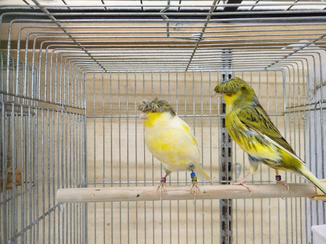 再入荷しました！！グロスターカナリアの梵天ペアです💓