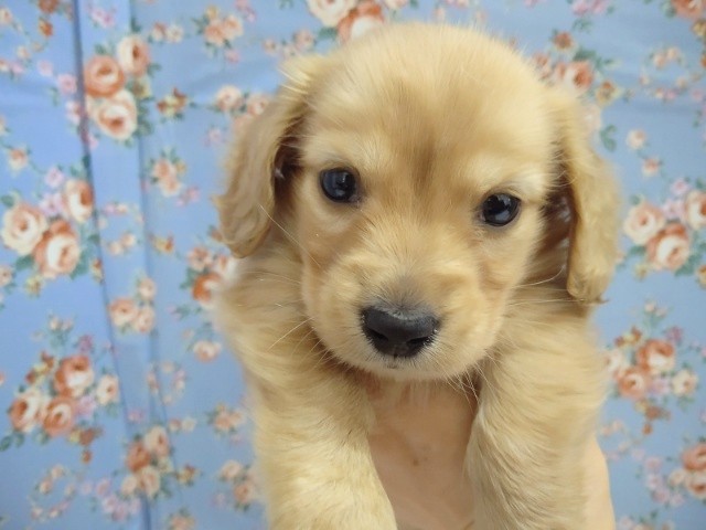 甘えんボーイがやって来た！ミニチュアダックス(ゴールド) 男の子♪