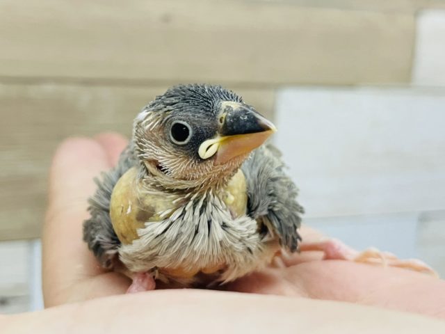 桜文鳥のヒナさん入荷いたしました～💓