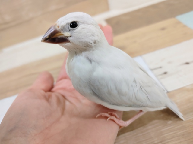 シルバー文鳥のヒナさん入荷しました～💓