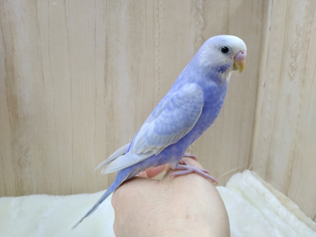 安心サイズのセキセイライラックさん、いますよ〜