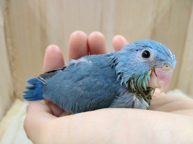 とっても久しぶりです！マメルリハブルーの女の子、来ましたよ〜