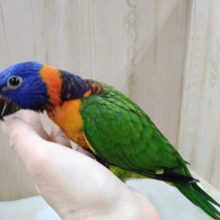 メッチャカラフルでキレイです！アカエリゴシキセイガイの「セイちゃん」来ましたよ〜