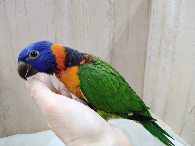 メッチャカラフルでキレイです！アカエリゴシキセイガイの「セイちゃん」来ましたよ〜