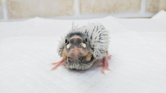 🐣ギらんっとシルバー✨ シルバー文鳥