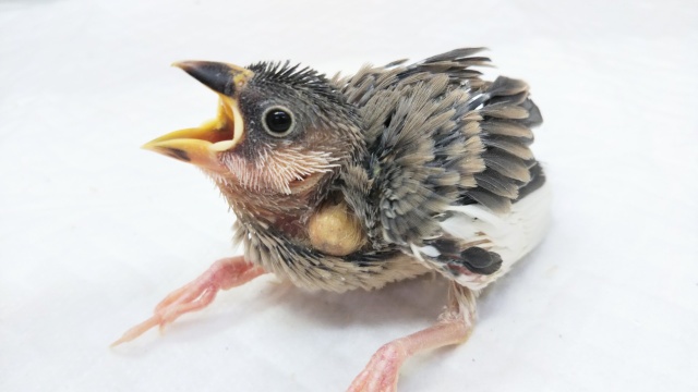 🐥可愛さ満開🌸 桜文鳥