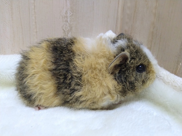 モフモフモルモット！テッセルさん来ましたよ〜