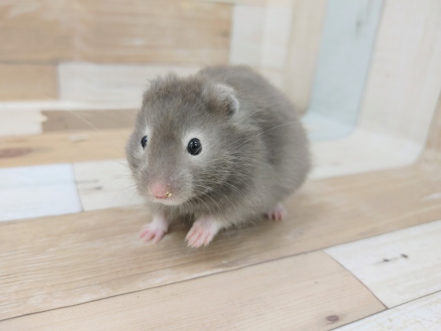 セーブルハムスター(長毛タイプ)の男の子入荷しました～💓