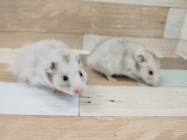 変わった色合いのゴールデンハムスターくん入荷しました～💓