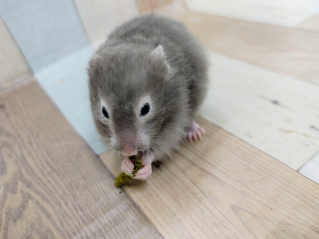 セーブルハムスターの女の子入荷しました♥
