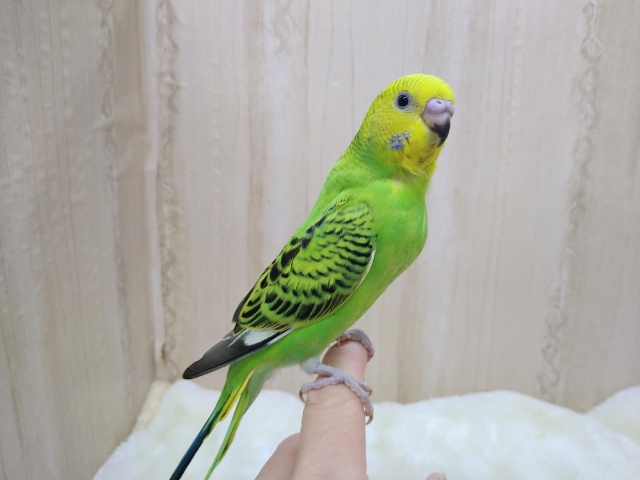 セキセイインコの「ミドリちゃん」いますよ〜
