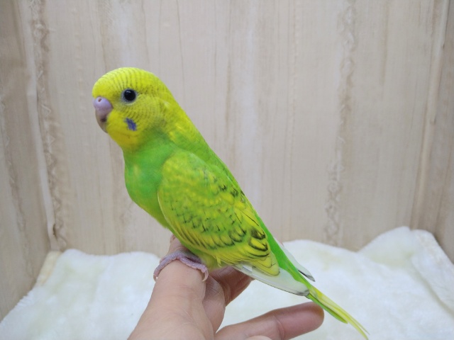 若竹カラー！セキセイインコの「タケちゃん」いますよ〜