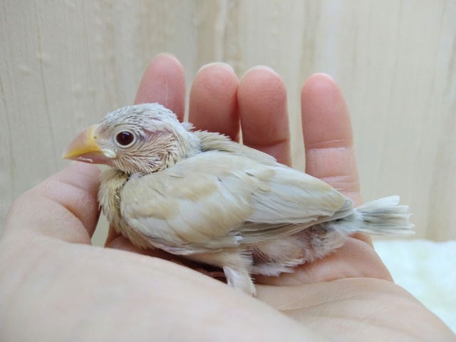 キラキラの赤目ちゃん！シナモン文鳥さんいますよ〜