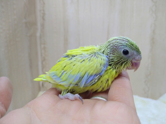 ハデハデカラー！マメルリハさんアメリカンイエロー、来ましたよ〜