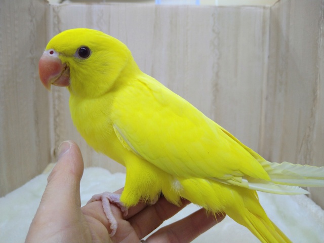 レアです！ワカケホンセイインコルチノー「ツキちゃん」いますよ〜