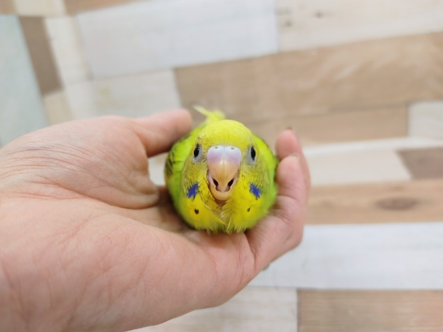 セキセイインコ(オパーリン)入荷しました❤
