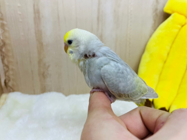 カッコイイ系なセキセイさん！イエローフェイスライラック、いますよ〜