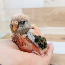 ちょっと寝ぼけてます❤ローズ秋草インコさん入荷しました！
