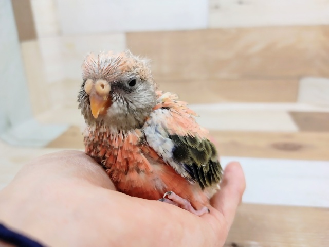 ちょっと寝ぼけてます❤ローズ秋草インコさん入荷しました！