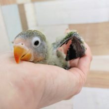 久しぶりの入荷です❤キエリボタンインコさん入荷しました〜☆