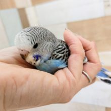 ジャンボセキセイインコさん(ノーマル)のヒナ入荷しました❤