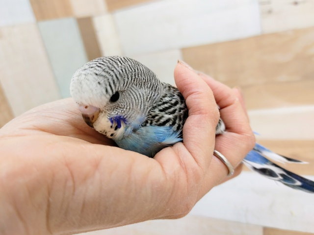 ジャンボセキセイインコさん(ノーマル)のヒナ入荷しました❤