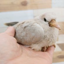 またまた入荷❤ジュズカケバトさん入荷しました〜☆